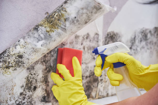 Best Mold Remediation for Healthcare Facilities in USA